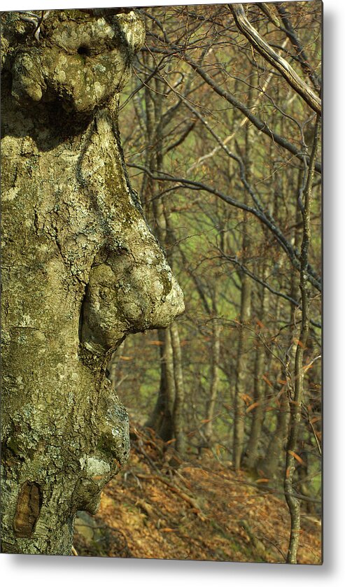 Natura Metal Print featuring the photograph The Face Of The Tree by Simone Lucchesi