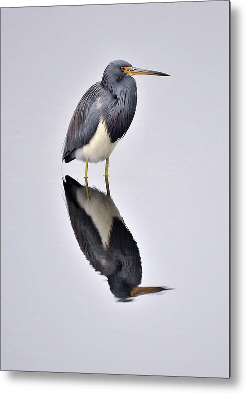 Standing Water Metal Print featuring the photograph Tri-color Heron by Photo By Ladora Sims