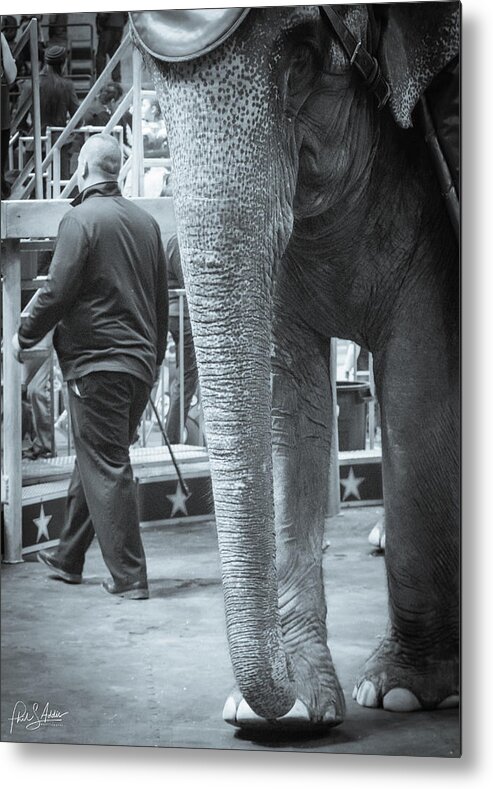 Elephant Metal Print featuring the photograph Trunk by Phil S Addis