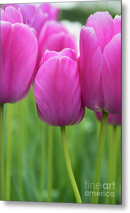 Tulips Metal Print featuring the photograph Tulip Purple Pride Flowers by Tim Gainey