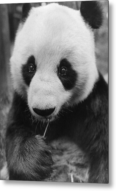 Panda Metal Print featuring the photograph Two Black Eyes by Evening Standard