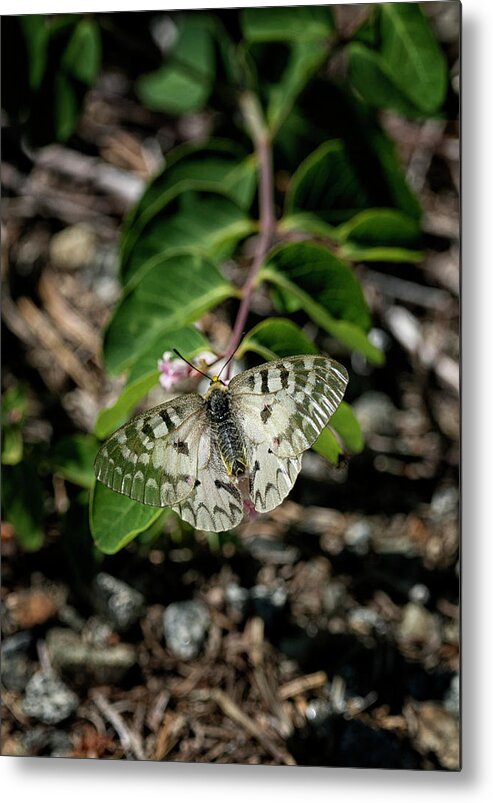 Betty Depee Metal Print featuring the photograph Western White Butterfly by Betty Depee