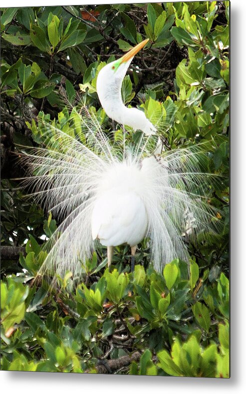 Egret Metal Print featuring the photograph Wings and Tail All a Flutter by Leslie Struxness