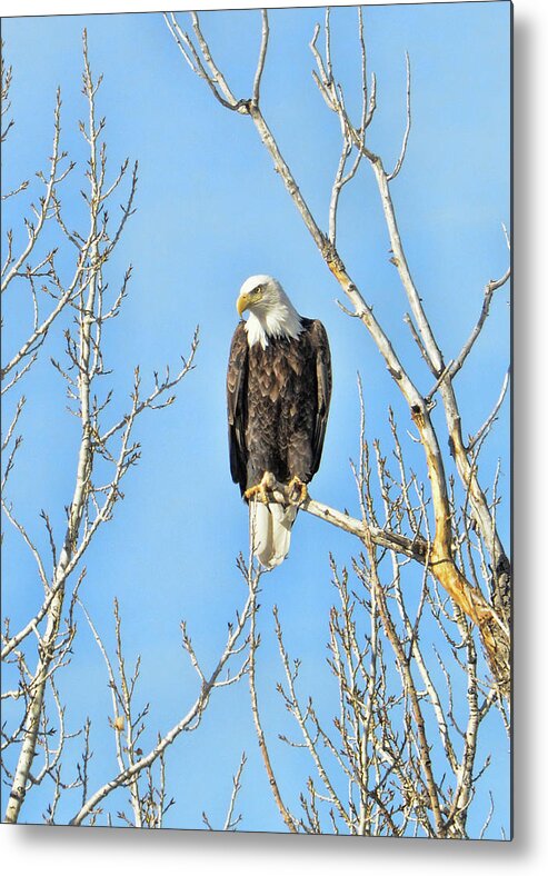 Eagle Metal Print featuring the photograph Fishing Eagle #1 by David Armstrong