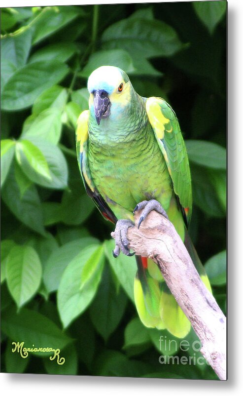 Nature Metal Print featuring the photograph Green Parrot Portrait #1 by Mariarosa Rockefeller