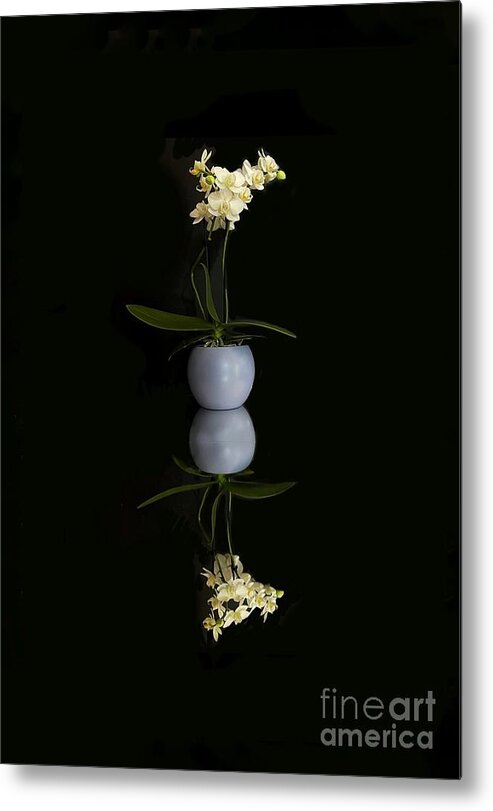 Orchid Metal Print featuring the photograph Orchid #1 by Diana Rajala