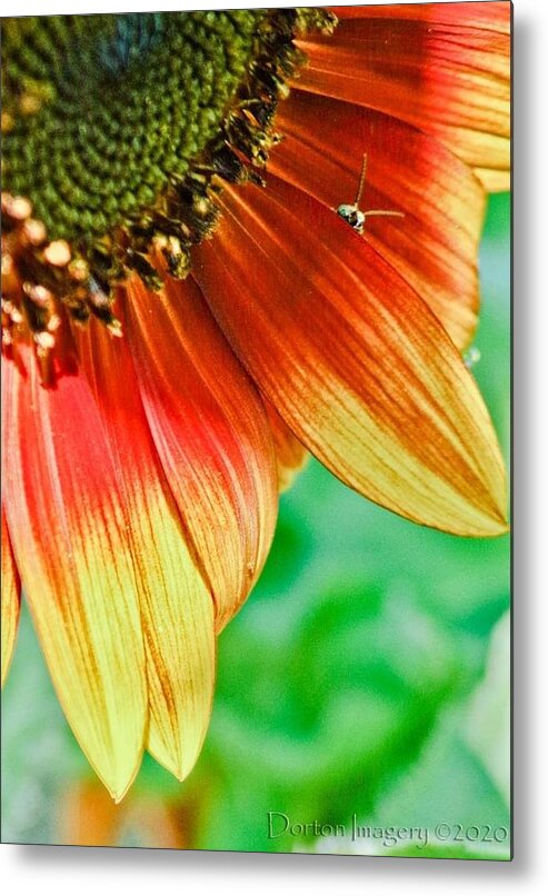  Metal Print featuring the photograph Sunflower #1 by Stephen Dorton