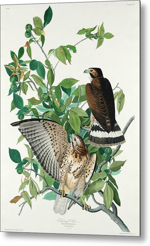 Audubon Birds Metal Print featuring the drawing Broad-winged Hawk #2 by John James Audubon