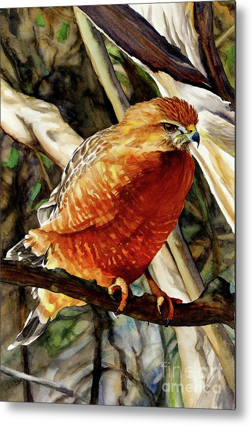 Placer Arts Metal Print featuring the painting #431 Red-shouldered Hawk #431 by William Lum