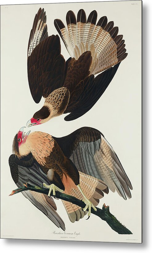 Audubon Birds Metal Print featuring the drawing Brasilian Caracara Eagle #5 by John James Audubon