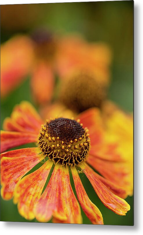 Common Sneezeweed Metal Print featuring the photograph Colorful close up image of Common Sneezeweed Helenium Autumnale #6 by Matthew Gibson