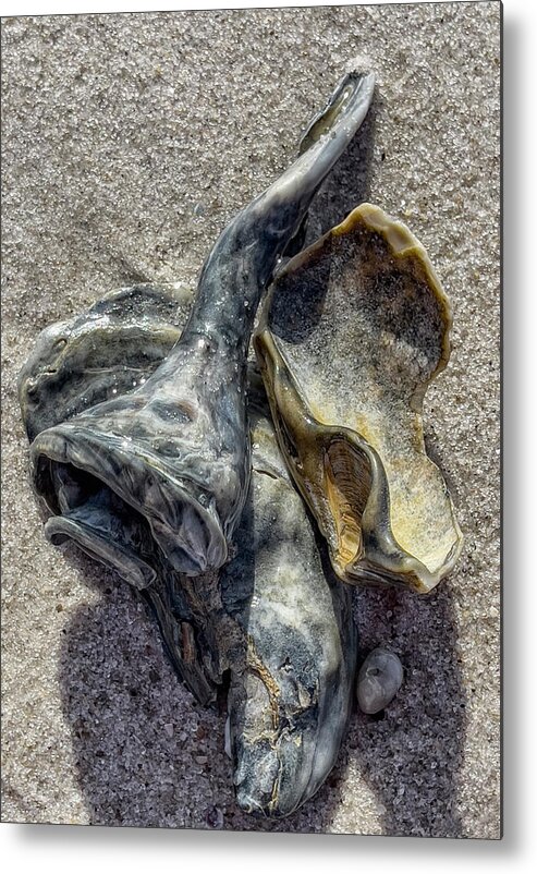 Long Beach Metal Print featuring the photograph Abstract Shell Shapes by Cate Franklyn