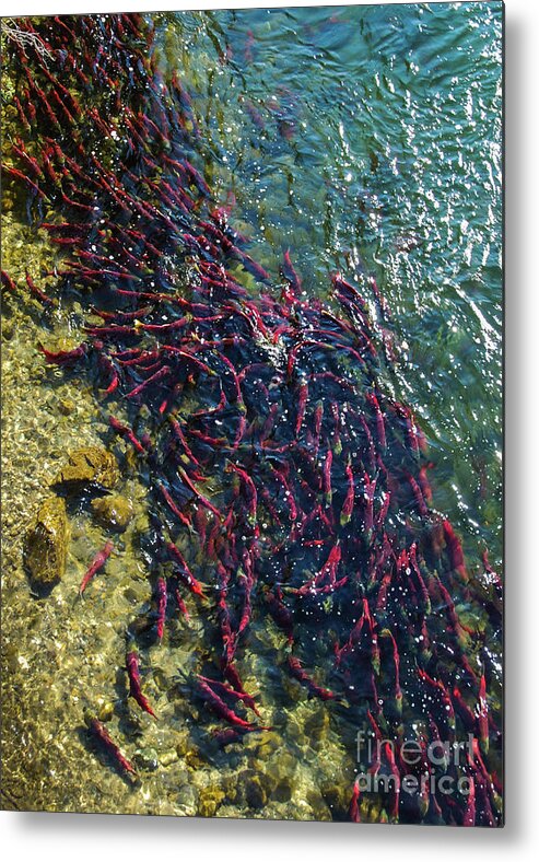 Adams River Metal Print featuring the photograph Adams River Sockeye School #3 by Nancy Gleason