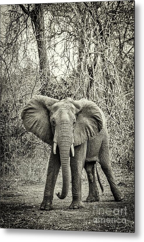 Wildafrica Metal Print featuring the photograph African Elephant by Lev Kaytsner