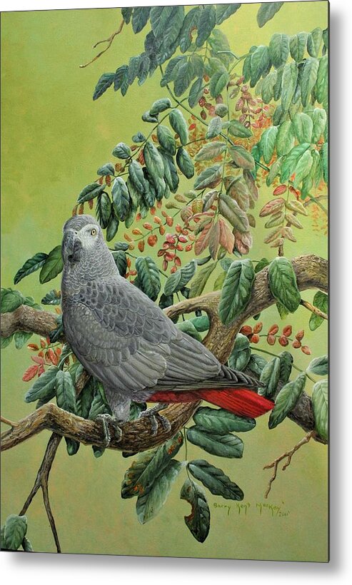 African Grey Parrot Metal Print featuring the painting African Grey Parrot by Barry Kent MacKay