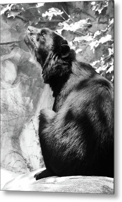 Andean Bear Metal Print featuring the photograph Andean Bear Catching Rays bw by Emmy Marie Vickers
