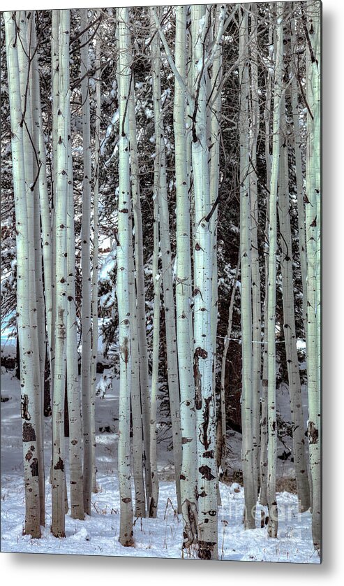 Aspen Trees Black And White Bark Metal Print featuring the photograph Aspen Trees Black and White Bark by Dustin K Ryan