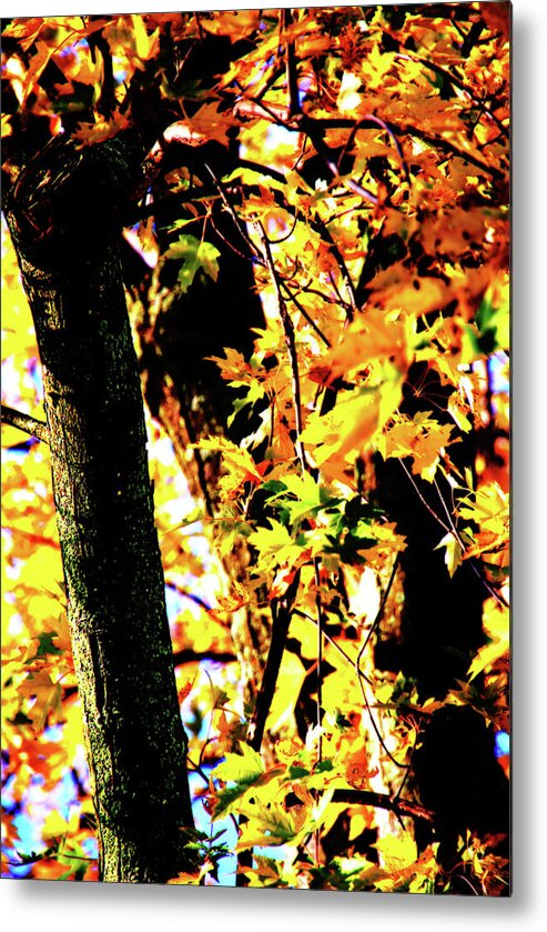 Autumn Metal Print featuring the photograph Autumn Fire by Simone Hester