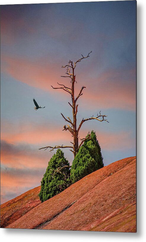 Denver Metal Print featuring the photograph Bare Trees on Rock Mountain at Dusk by Darryl Brooks