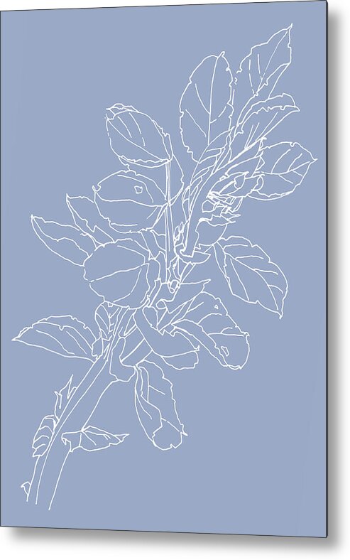 White Line Drawing Metal Print featuring the drawing 0061-Beans Coming Blue by Anke Classen