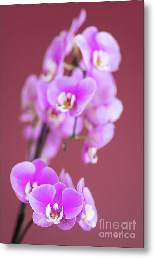 Wayne Moran Photography Metal Print featuring the photograph Beautiful Orchids of Minnesota by Wayne Moran