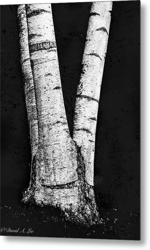Trees Metal Print featuring the photograph Birch by David Lee