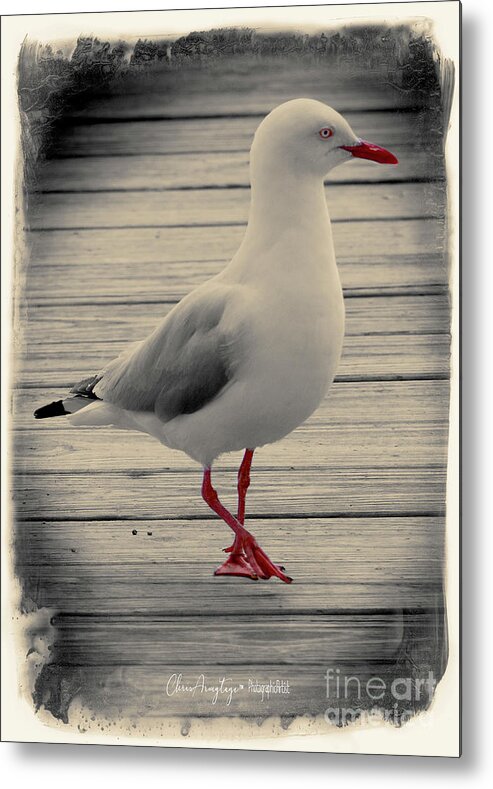 Seagull Metal Print featuring the photograph Bird on a Boardwalk by Chris Armytage