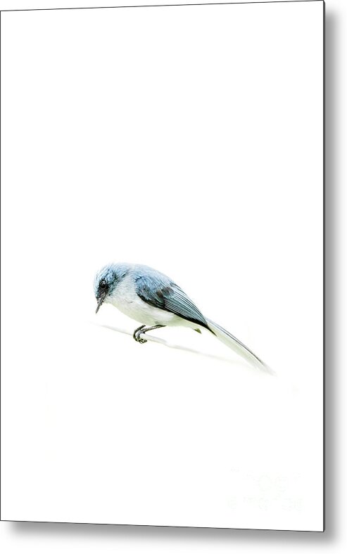 Birds Metal Print featuring the photograph Bird on a wire by Cameron Anderson Raffan
