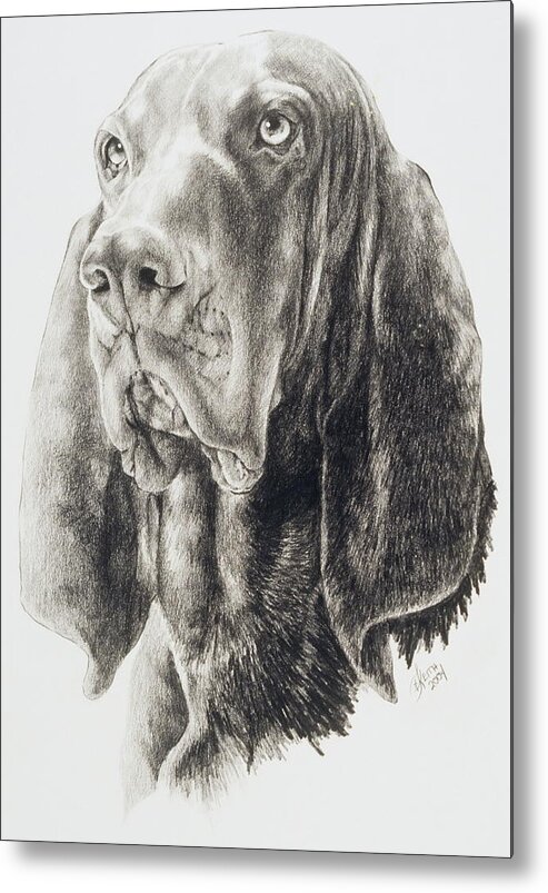Purebred Dogs Metal Print featuring the drawing Black and Tan Coonhound in Graphite by Barbara Keith
