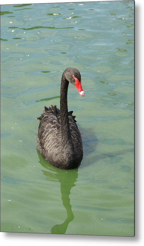  Metal Print featuring the photograph Black Swan by Heather E Harman