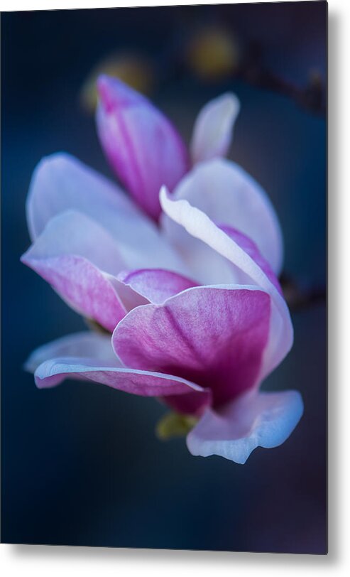 Magnolia Metal Print featuring the photograph Winter Bloom by Shelby Erickson