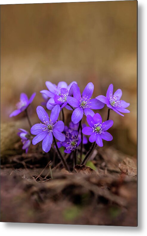 Flower Metal Print featuring the photograph Blooming hepatica in the morning light by Jaroslaw Blaminsky