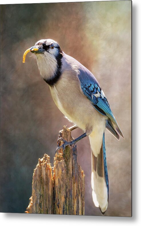 Bird Metal Print featuring the photograph Blue Jay Snacks by Bill and Linda Tiepelman