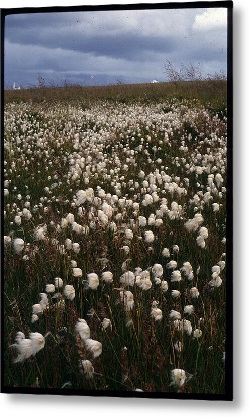 Bog Flowers Metal Print featuring the photograph Bog cotton by Lisa Mutch