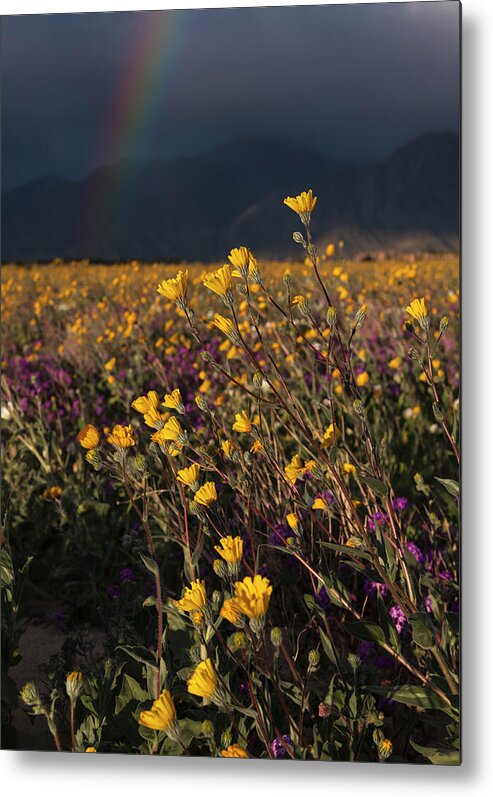 Rainbow Metal Print featuring the photograph Borrego Springs Desert Sunflowers and Rainbow by William Dunigan