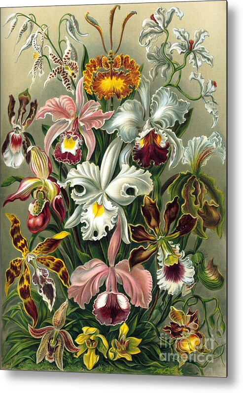 Bouquet Of Orchids Metal Print featuring the mixed media Bouquet of orchids by Elena Gantchikova