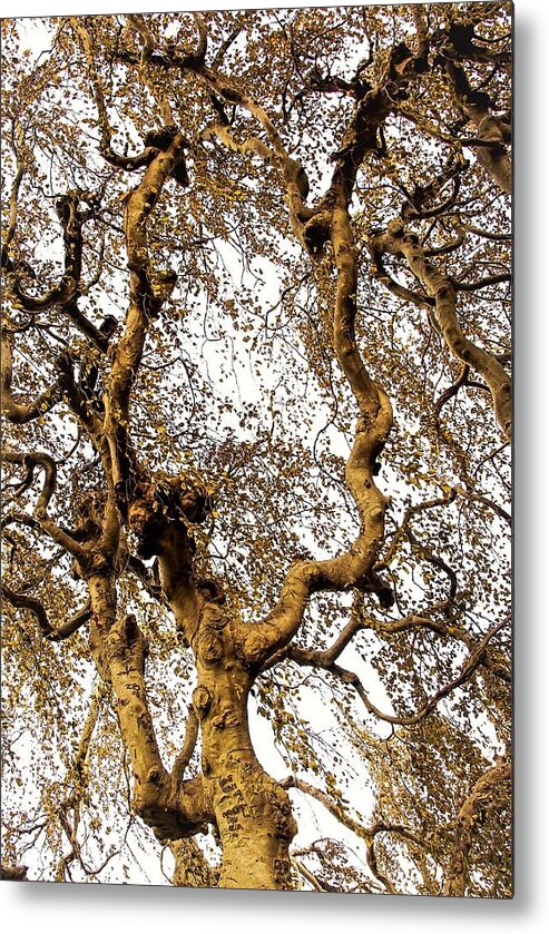 Tree Branch Sky Leaves Metal Print featuring the photograph Branch Sky by John Linnemeyer
