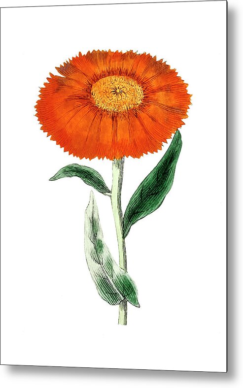 Calendula Metal Print featuring the drawing Calendula Flower by Mango Art