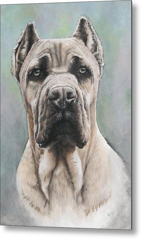 Working Group Metal Print featuring the mixed media Cane Corso Portrait by Barbara Keith