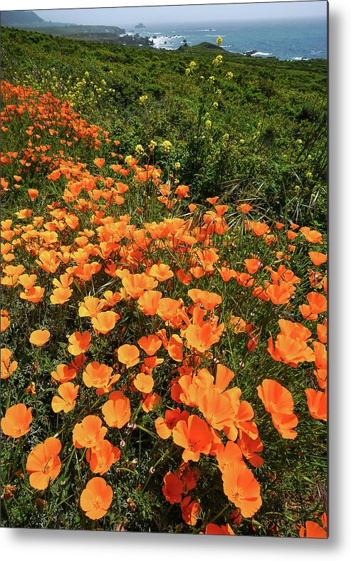 Poppies Metal Print featuring the photograph Central Coast Poppies by Brett Harvey