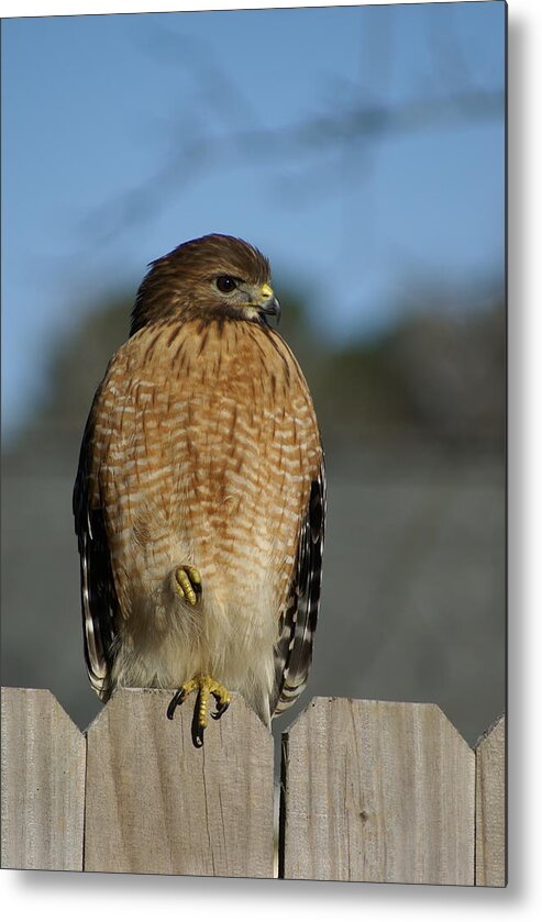  Metal Print featuring the photograph Chilling Hawk by Heather E Harman