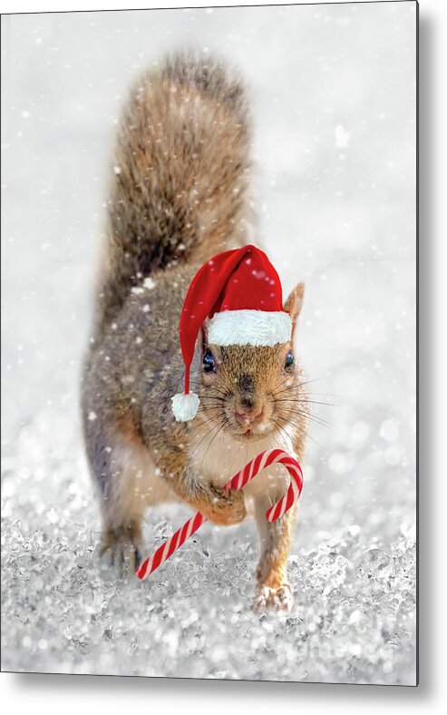 Squirrel Metal Print featuring the photograph Christmas squirrel by Delphimages Photo Creations