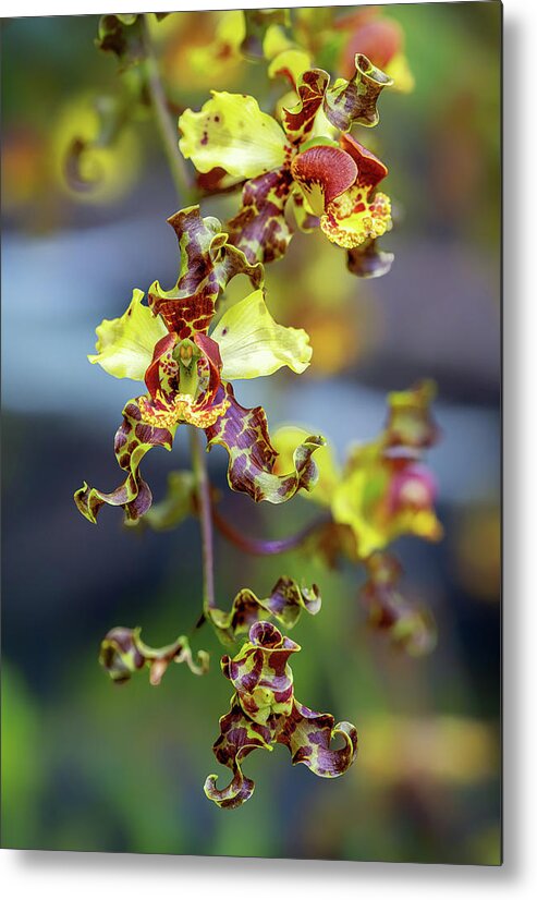 Big Cypress National Preserve Metal Print featuring the photograph Cigar Orchid Cyrtopodium Punctatum by Rudy Wilms