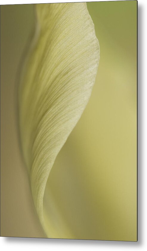 Opening Metal Print featuring the photograph Close up of pale tulip by Deb Casso