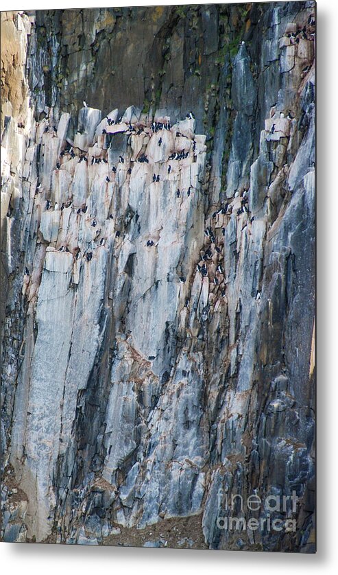Common Guillemot Metal Print featuring the photograph Common Guillemots on Cliffside Perches in Svalbard by Nancy Gleason