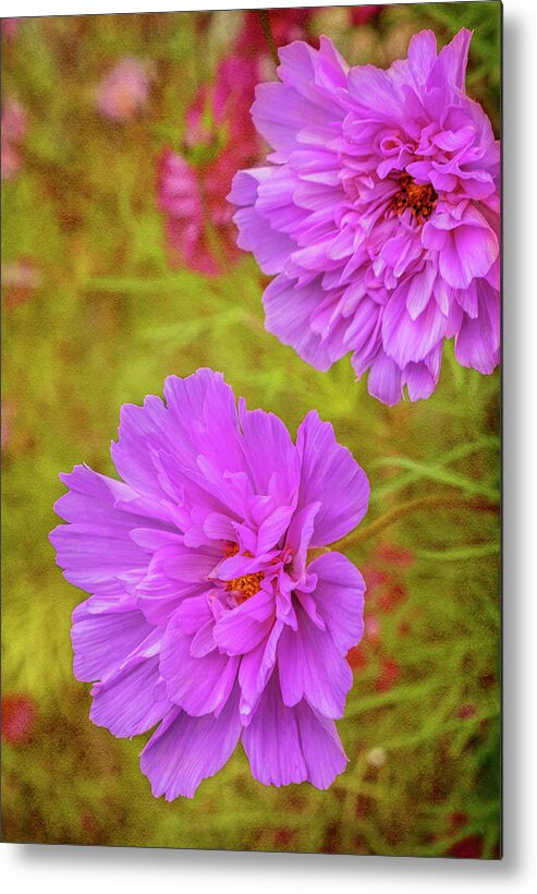 Cosmos Metal Print featuring the photograph Cosmos Fizzy by Diane Fifield