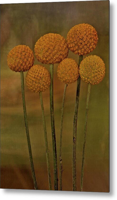 Botanical Metal Print featuring the photograph Craspedia 4310 by Julie Powell