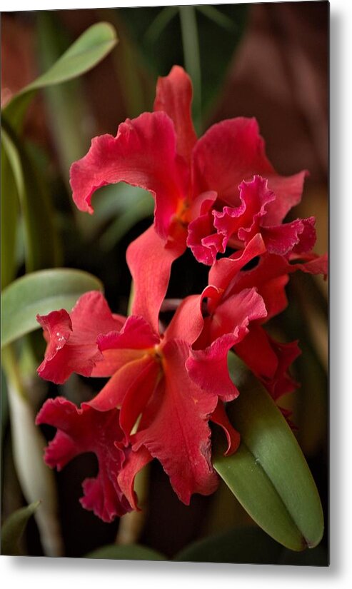 Orchid Metal Print featuring the mixed media Crimson Cattleya Orchids by Nancy Ayanna Wyatt
