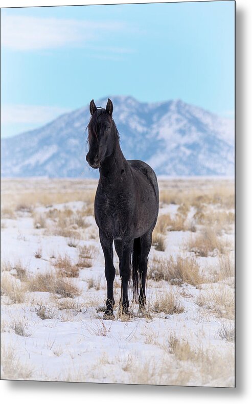 Horse Metal Print featuring the photograph Dark Horse Blue Sky and Snow by Dirk Johnson