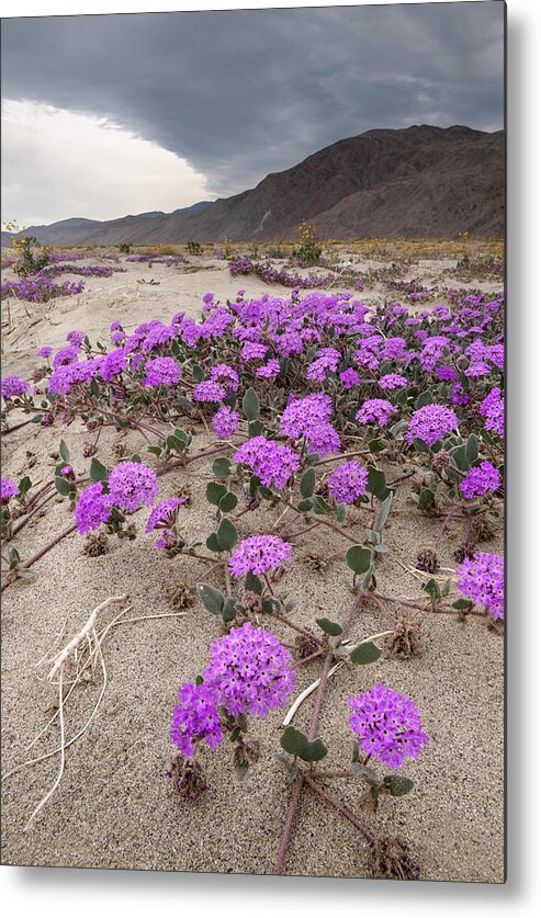 San Diego Metal Print featuring the photograph Desert Sand Verbena on a Cloudy Morning by William Dunigan